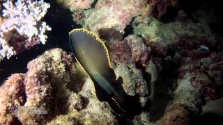 Juvenile Pinnate Spadefish [upl. by Tnarb382]