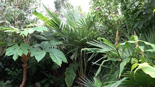 Trachycarpus sp Kumaon Crazy Growth [upl. by Granoff227]