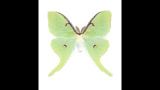 HowTo Pinningmounting Luna moths Actias luna [upl. by Terzas401]