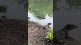 Water Monitor 10112024 nonthaburi thailand thailandtravel watermonitor [upl. by Trini]