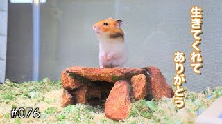 【凍死寸前その後】擬似冬眠から目覚めたハムスターみなさんへメッセージAwakened hamster [upl. by Shelagh]