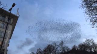 Starlings over Wiesbaden [upl. by Noskcaj]