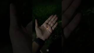 How Fireflies Light Up science sciencefacts [upl. by Ragde]