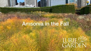 Amsonia in the Fall [upl. by Emmit]