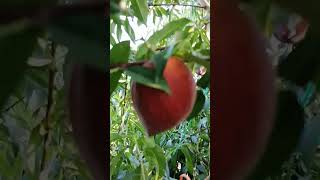 LORING PEACH TREE UPDATE 2024  Delicious [upl. by Grosvenor]