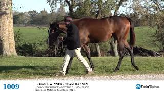 Hip 1009  Filly by Game Winner  Team Hansen [upl. by Farley]