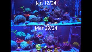 Coral Growth Chronicles Past vs Present in 2 months [upl. by Samala430]