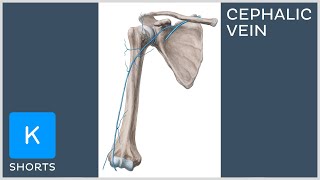 Cephalic vein in less than 1 minute  Kenhub shorts [upl. by Camfort653]