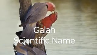 Galah Scientific Name birds birdslover birdslife [upl. by Olfe844]