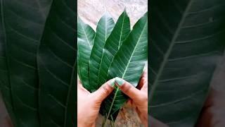 Mango 🥭 Leaf Thoranam idea  Pooja decoration ideas  shorts youtubeshorts video [upl. by Enitsugua987]