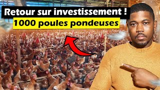 Combien dargent rapporte une ferme de 1000 poules pondeuses [upl. by Kendal]