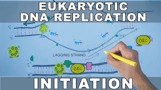 DNA Replication In Eukaryotes  Initiation [upl. by Ruhtua]