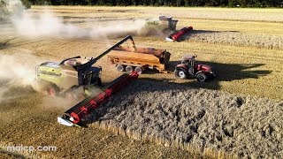 4Kᵁᴴᴰ Harvest 2023 Two Claas Lexion 8800 TT combines in very dusty wheat in Suffolk  Part 1 of 2 [upl. by Beatrisa]