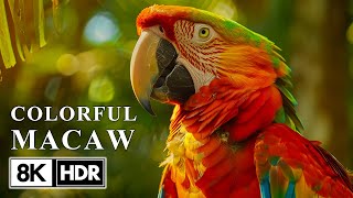 Macaw in 8K HDR 60FPS  Stunning Beautiful Birds  Birds Sound [upl. by Thera7]