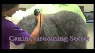 Super Styling Session Old English Sheepdog Grooming Tips [upl. by Delora]