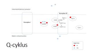 Qcycle electron transport to complex III [upl. by Andriette]