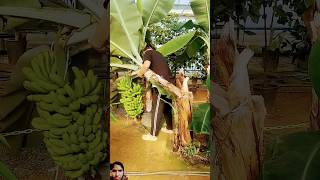 Banana fasal virelshort video  farmery video [upl. by Asyl]