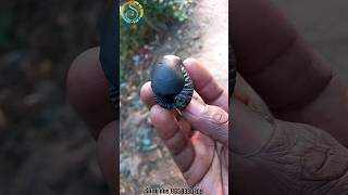 Shaligram  samil size sri shaligram shila  gandaki river shaligram 💐shorts short shortsfeed [upl. by Eeniffar]