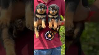 Rottweiler dog Rottweiler puppies Rottweiler dog food Rottweiler puppy Available dog pets [upl. by Gretta]