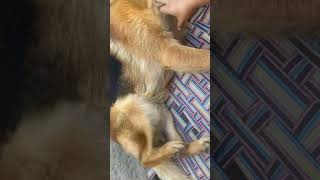 TiSoN tIsOn ………………🐾🐾🐾viralvideo dogs germanshepherd pets petlover dogs viralvideo [upl. by Suiravad]