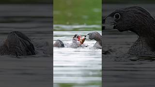 Piedbilled Grebe Chick gulps down a crawfish shorts [upl. by Tacita]