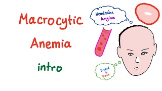 Macrocyctic Anemia Intro [upl. by Ahswat]