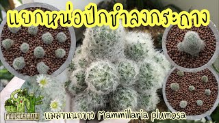 แยกหน่อปักชำลงกระถาง แมมขนนกขาว Mammillaria plumosa  MookCactus [upl. by Krys123]