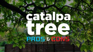 Catalpa Tree  Lets Talk About Likes amp Dislikes [upl. by Tecu]