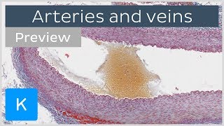 Histology of arteries veins and capillaries preview  Microscopic Anatomy  Kenhub [upl. by Sunshine]