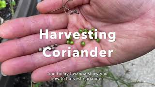 How to Harvest Coriander [upl. by Adnarym727]