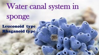 Water Canal System in Sponges Part 2Leuconoid type Rhaganoid type [upl. by Erihppas208]