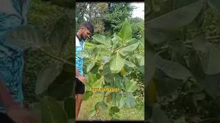 वडाच्या झाडाची लागवड  Vadachya zadachi lagvad कोकण dhamanse kokanche minivlog tree trees [upl. by Argus]