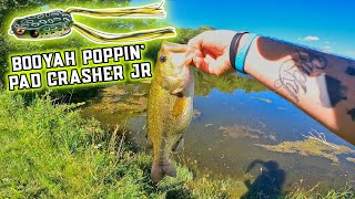 Bass Fishing • Summer Frog Fishing • Booyah Poppin Pad Crasher Jr [upl. by Marucci670]