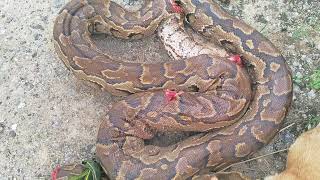 Python Was About To Swallow lts Prey lt Hunted Just Before It Was Captured And Killed [upl. by Eryt]