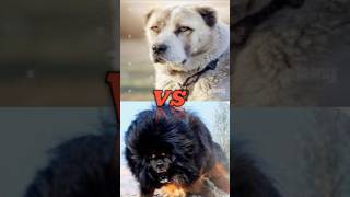 Kangal dog vs jurman shepherd vs cane corso vs Tibetan mastiff vs alabia vs dogo argentina [upl. by Igig]