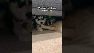 This is your sign to get your puppy a puppy 🐺🐶🥹 siberianderpskies husky huskypuppy puppy [upl. by Sydney]