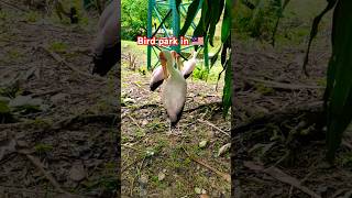 Malaysia bird parkytshorts malaysia youtubeshorts [upl. by Ydualc843]