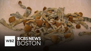 Ballot question 4 would legalize natural psychedelic substances in Massachusetts [upl. by Naihs]