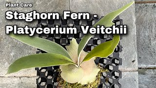 Plant Profile  Platycerium Veitchii  Ep 69 [upl. by Lynne]