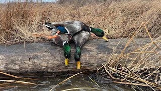 Banded Mallard  Maine Duck Hunting [upl. by Wallache304]