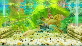 Happy Family Croaking Gourami ក្រឹមក្ដារ [upl. by Merill]