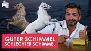 8 Rendite in Wien dank Schimmel Immo Walzer mit Paul Folge 3 [upl. by Warner207]