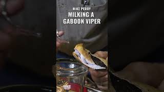 Mike Perry Milking A Gaboon Viper [upl. by Nhguaval237]