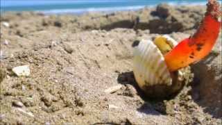 Live Clams Moving on Venice Lido Italy [upl. by Eicart]