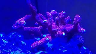 Red Montipora Digitata Coral [upl. by Akaenahs]