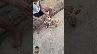 Del mar pas h dog doglover puppy animals funny song music newsong love bollywood [upl. by Ellocin]