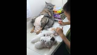 Cute Cats amp Funny Cats 💕💖cats shorts viral pets1 [upl. by Slade640]