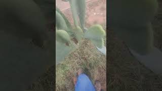 Treatment of cacti from the cochineal insect علاج الصبار من الحشرة القرمزية بطريقة إيكولوجية [upl. by Edrahc]