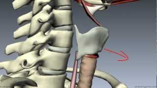 Muscles of the Larynx  Part 1  3D Anatomy Tutorial [upl. by Carthy825]