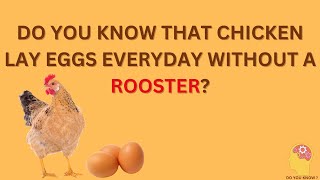 CHICKEN LAY EGGS WITHOUT A ROOSTER  INTERESTING KNOWLEDGE  REPRODUCTION  HOW CHICKEN REPRODUCE [upl. by Boorman]